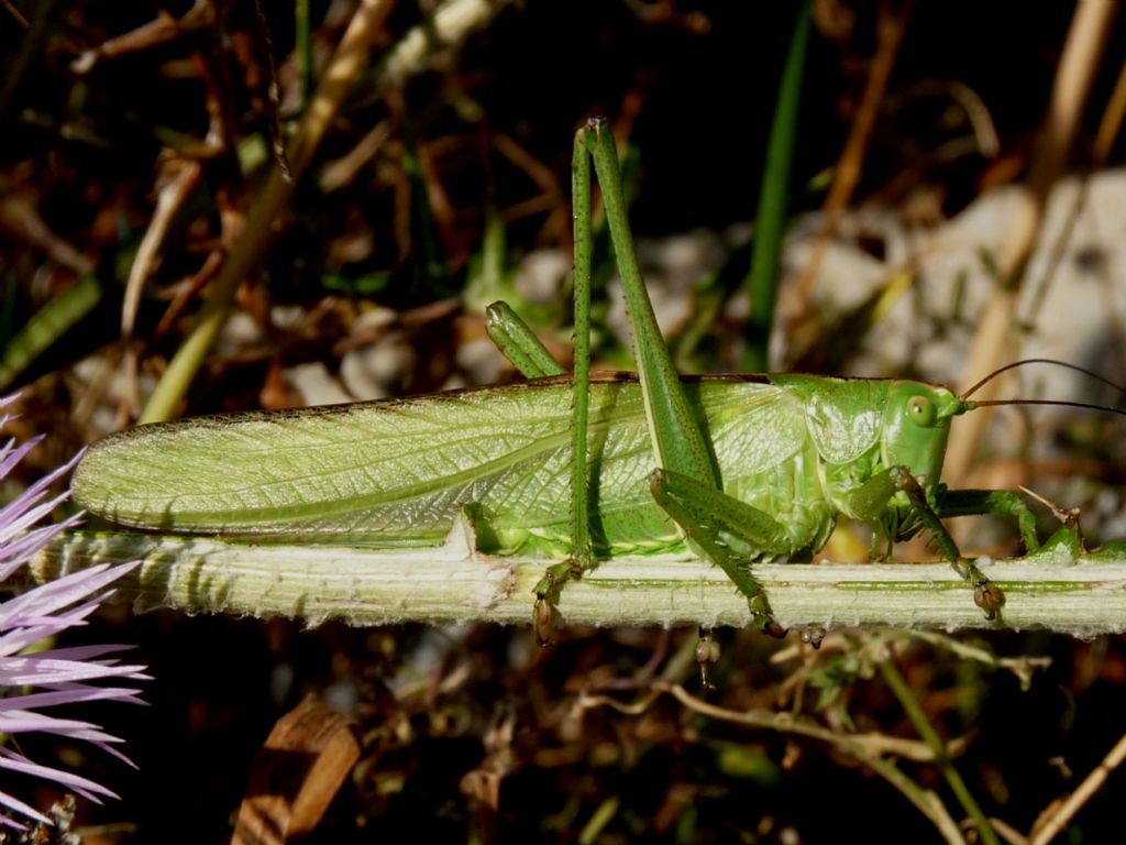 Tettigonia vs Phaneroptera