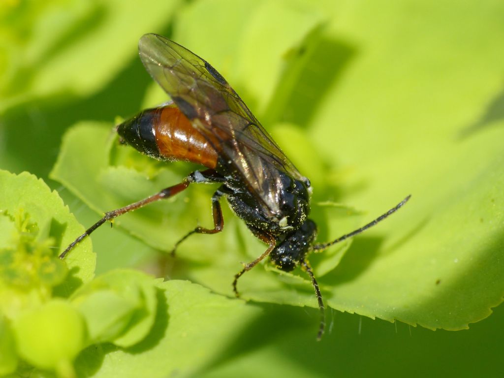 Piccolo Tenthredinidae: Aglaostigma aucupariae