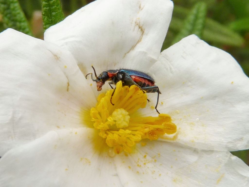 Larve di Malachiidae?