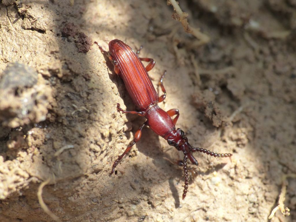 Amorphocephala coronata (Brentidae) presso Camponotus aethiops