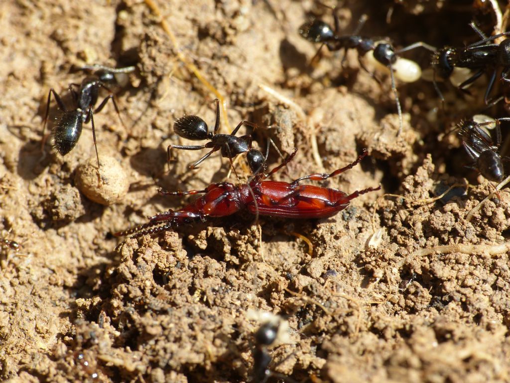 Amorphocephala coronata (Brentidae) presso Camponotus aethiops