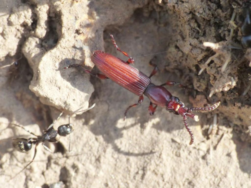 Amorphocephala coronata (Brentidae) presso Camponotus aethiops