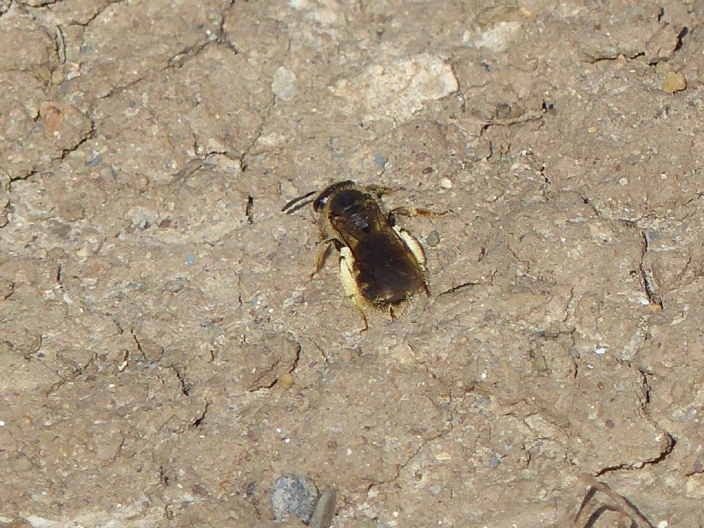 Parassitoidi di api solitarie: cf. Leucophora sp. (Anthomyiidae) e Dalmannia (Conopidae)