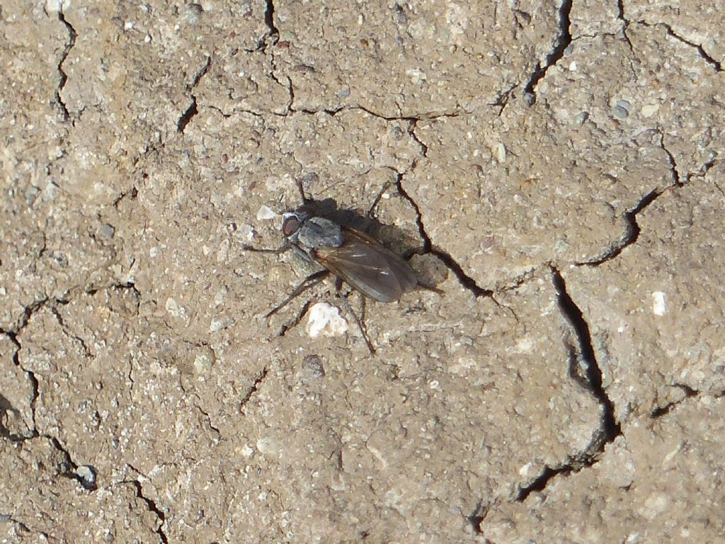 Parassitoidi di api solitarie: cf. Leucophora sp. (Anthomyiidae) e Dalmannia (Conopidae)