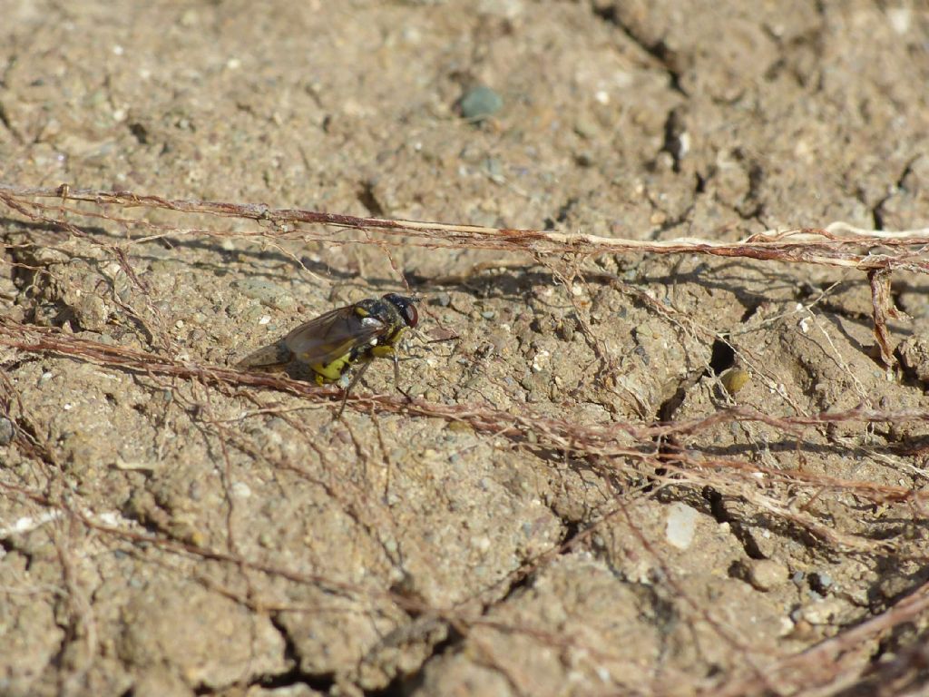 Parassitoidi di api solitarie: cf. Leucophora sp. (Anthomyiidae) e Dalmannia (Conopidae)