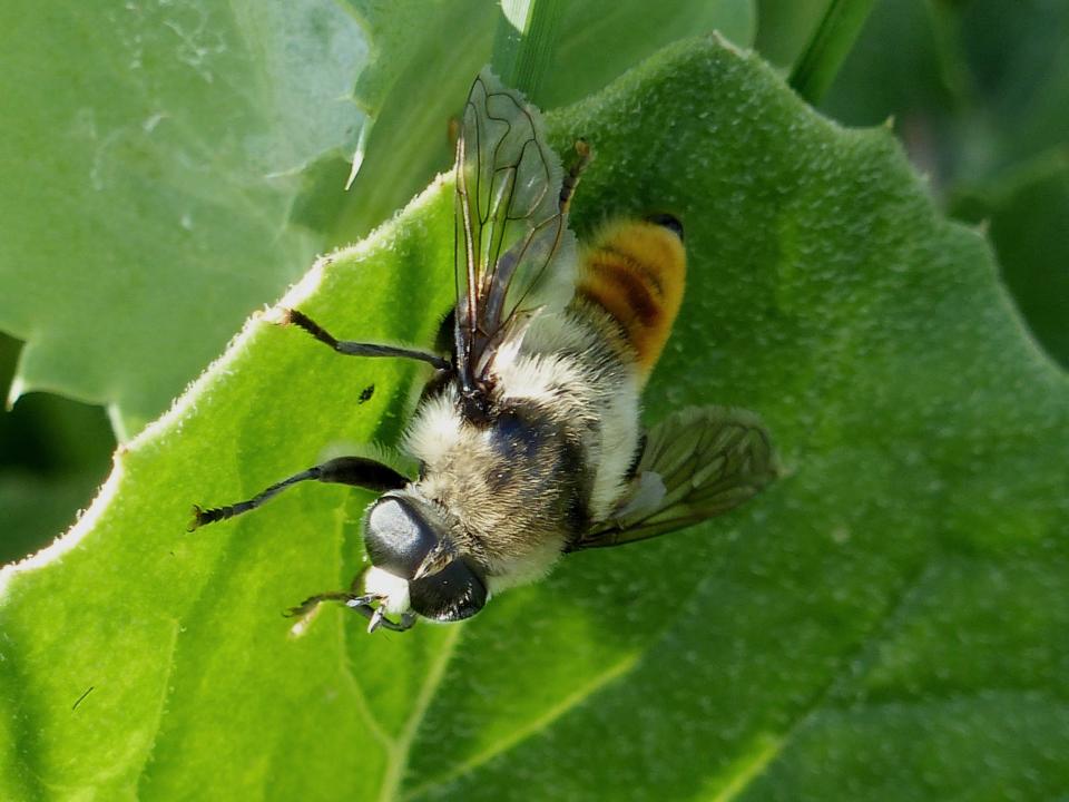 Grossi Syrphidae:  Merodon clavipes