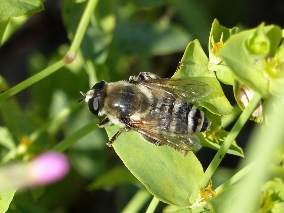 Grossi Syrphidae:  Merodon clavipes