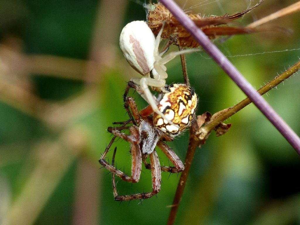Runcinia grammica preda Neoscona adianta - S. Teresa Gallura (OT)