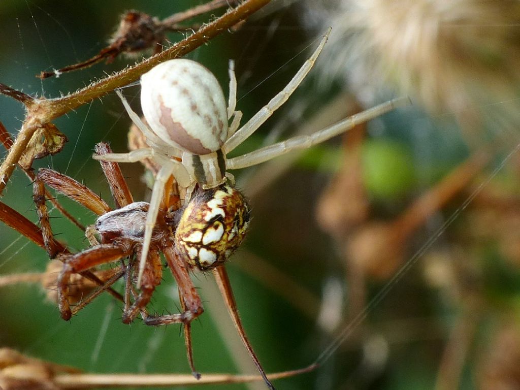 Runcinia grammica preda Neoscona adianta - S. Teresa Gallura (OT)