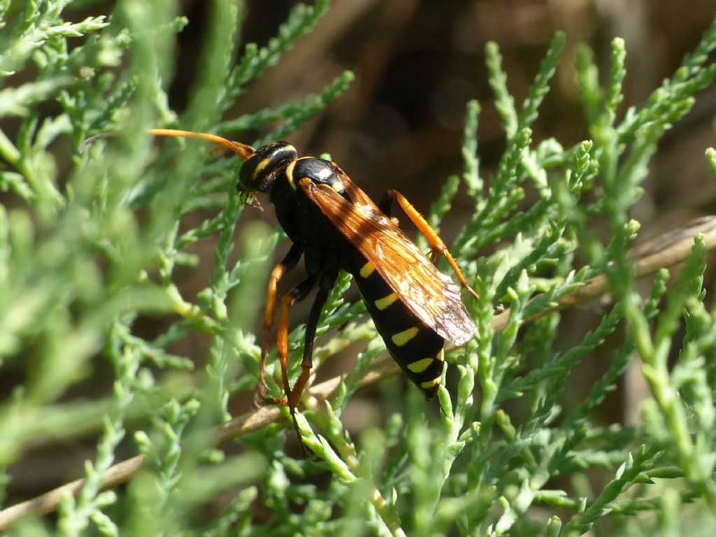 Predazione di Batozonellus lacerticida su Argiope bruennichi.