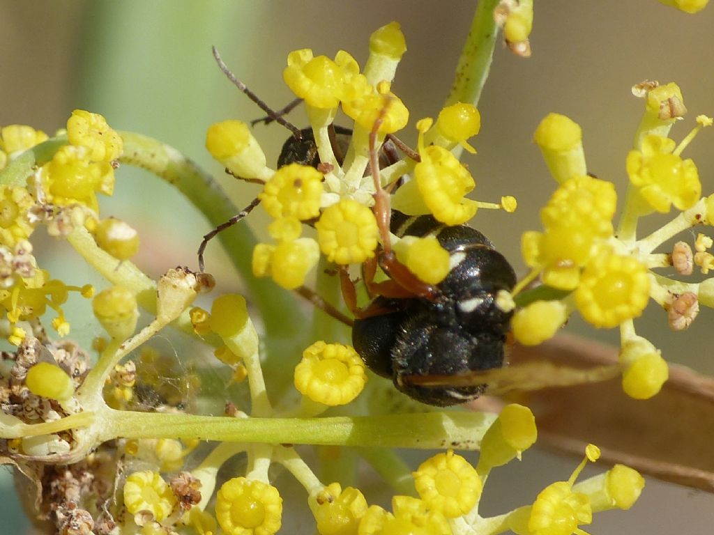 Cerceris interrupta(?) preda Bruchidius