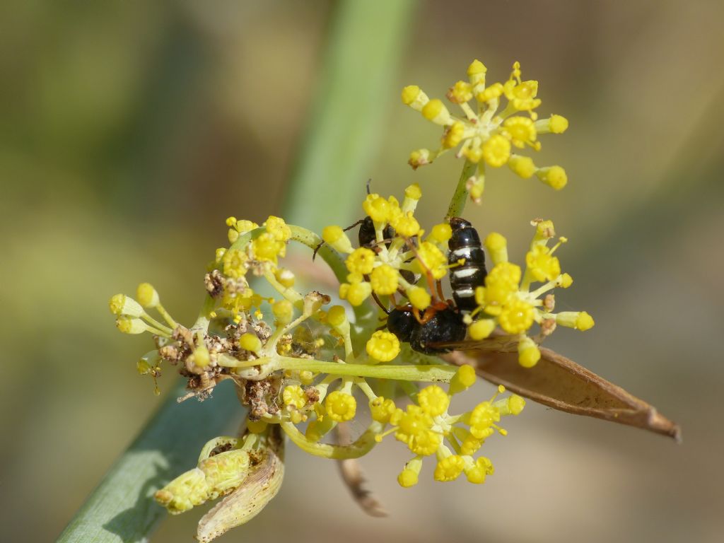 Cerceris interrupta(?) preda Bruchidius