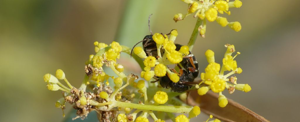 Cerceris interrupta(?) preda Bruchidius