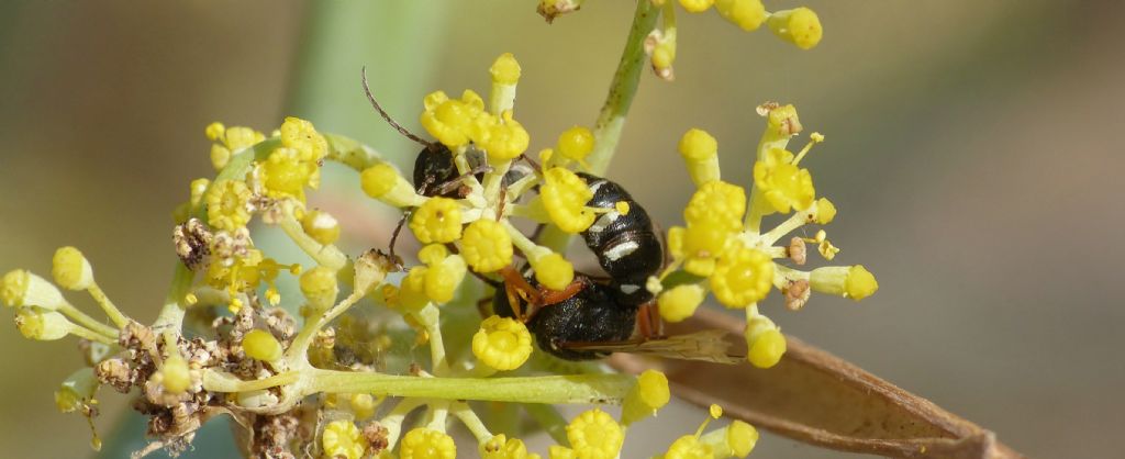 Cerceris interrupta(?) preda Bruchidius