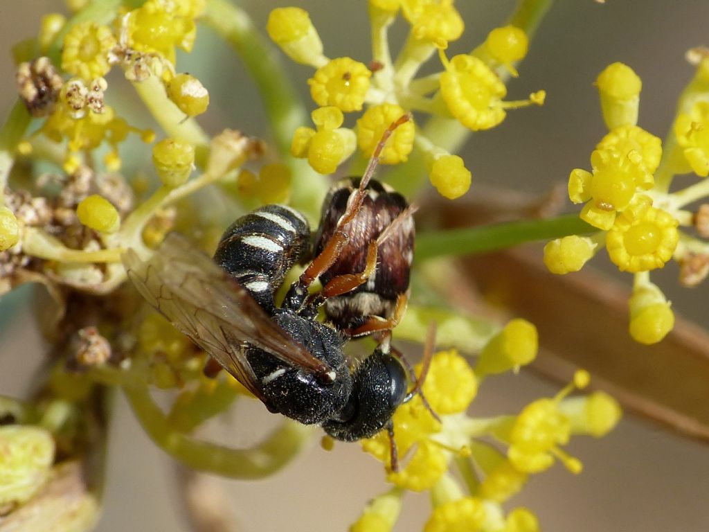 Cerceris interrupta(?) preda Bruchidius