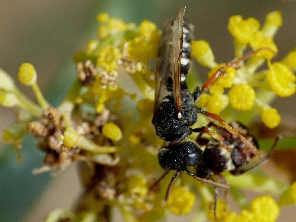 Cerceris interrupta(?) preda Bruchidius