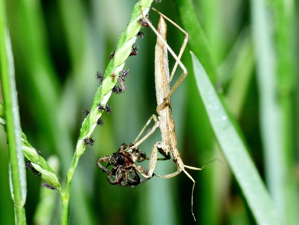 Reduviidae: Sastrapada baerensprungli, predatori di ragni