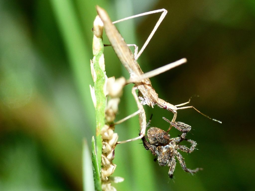 Reduviidae: Sastrapada baerensprungli, predatori di ragni