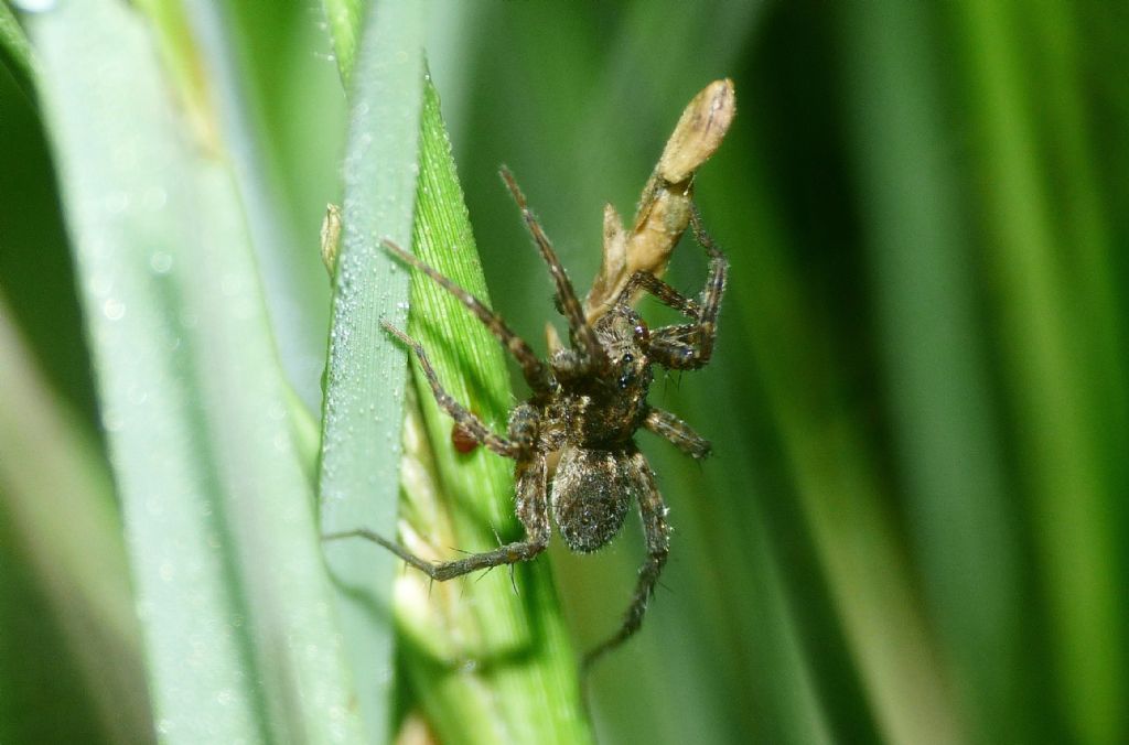 Reduviidae: Sastrapada baerensprungli, predatori di ragni