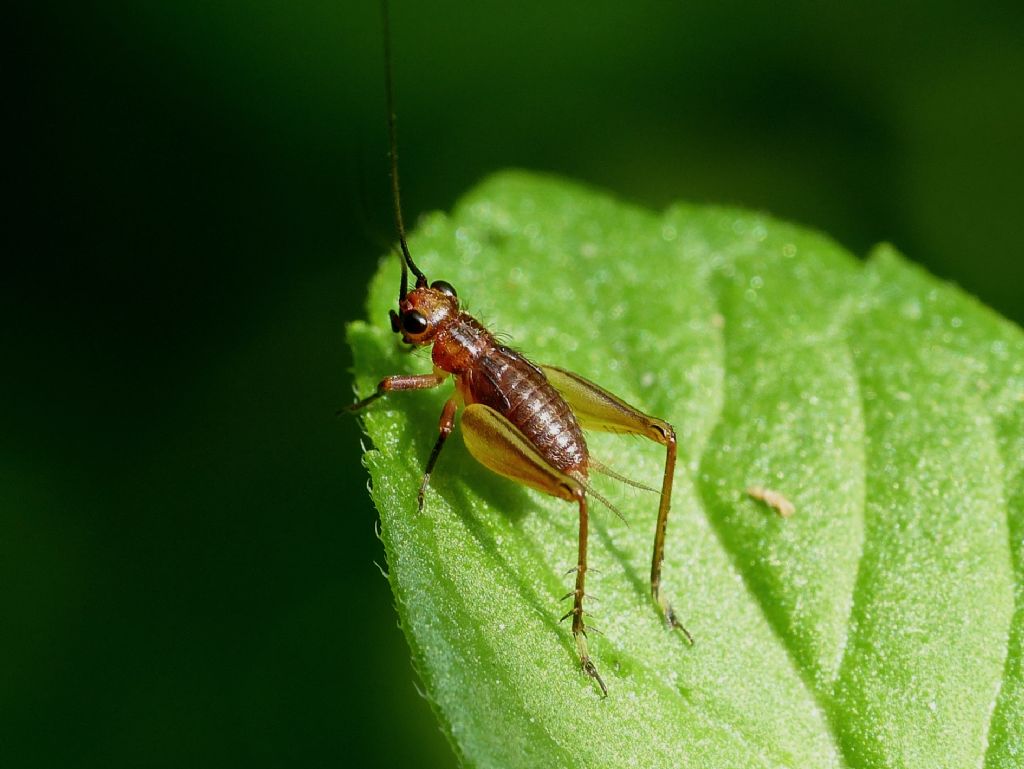 Neanide di Trigonidium? No, giovane blatta da id.