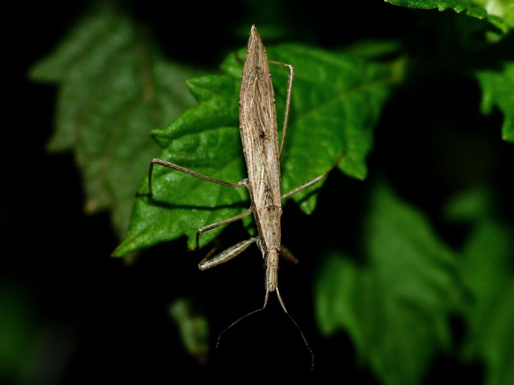 Reduviidae: Sastrapada baerensprungli, predatori di ragni