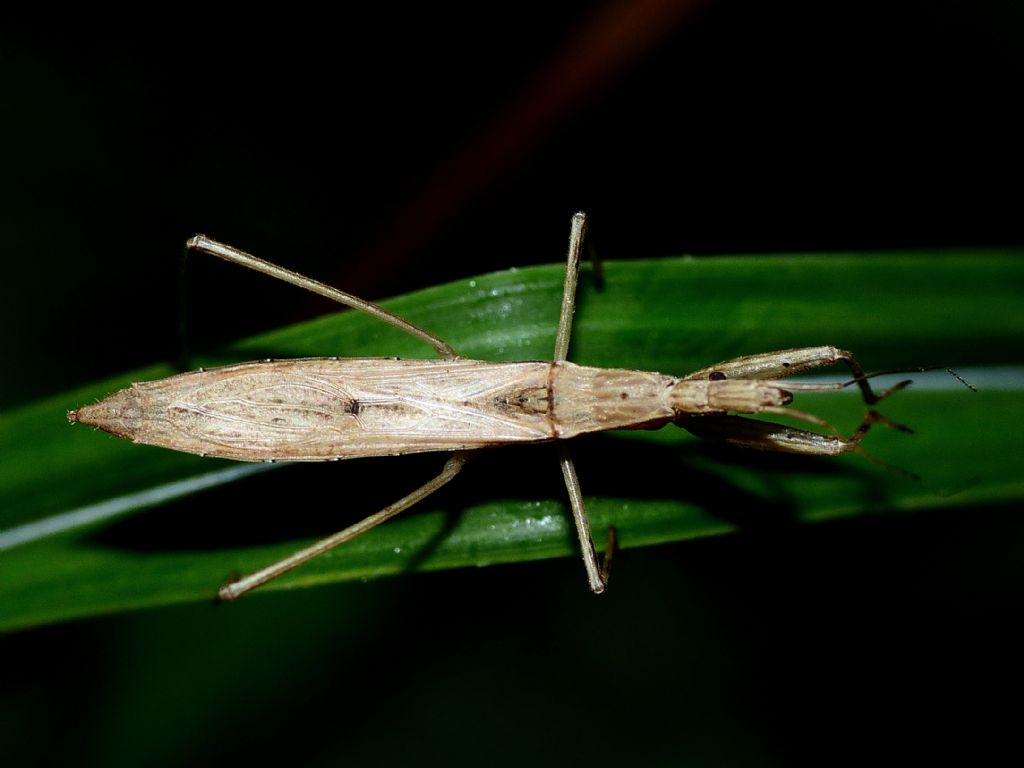 Reduviidae: Sastrapada baerensprungli, predatori di ragni