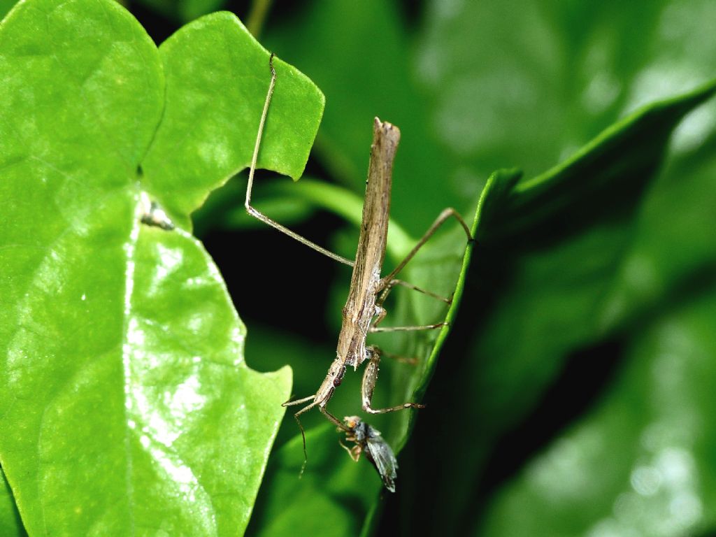 Reduviidae: Sastrapada baerensprungli, predatori di ragni