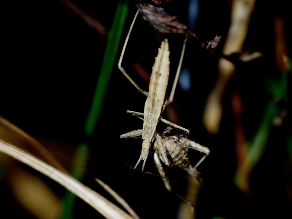 Reduviidae: Sastrapada baerensprungli, predatori di ragni