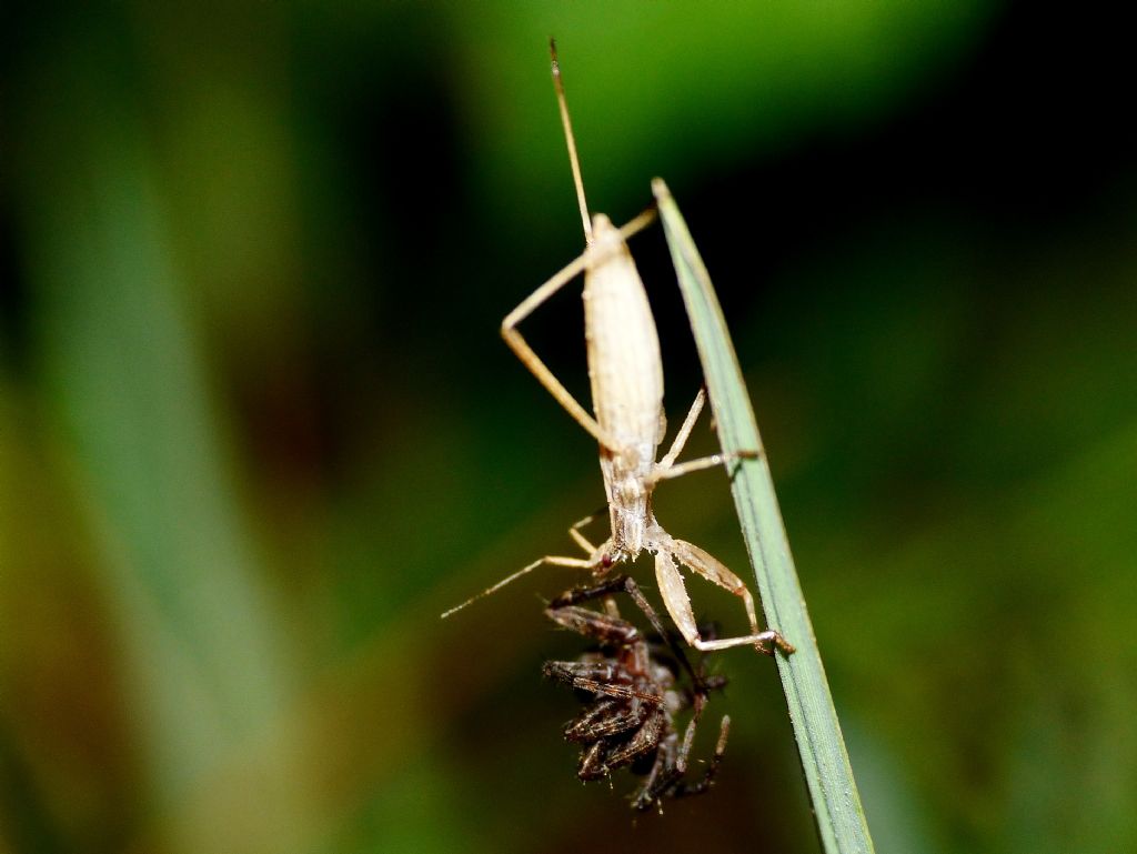 Reduviidae: Sastrapada baerensprungli, predatori di ragni