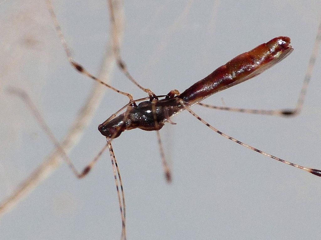 Ancora un Berytidae su ragnatela di Agelena labyrinthica.