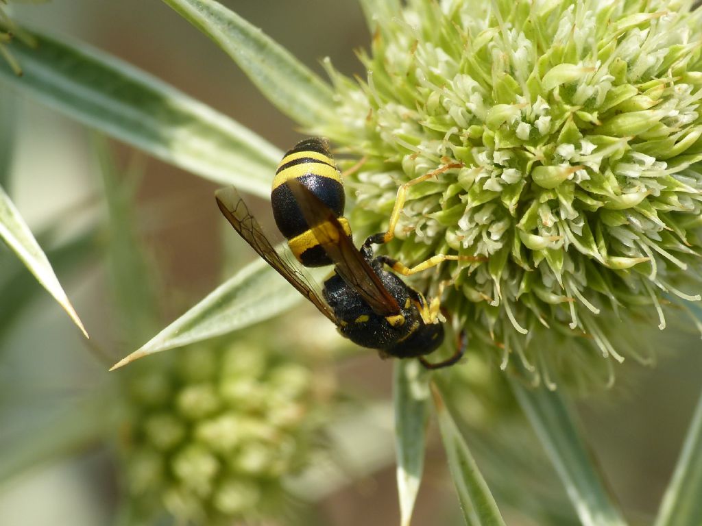 Ricorda vagamente un insetto.. cos''? gastro di Ancistrocerus sp. (Vespidae Eumeninae)