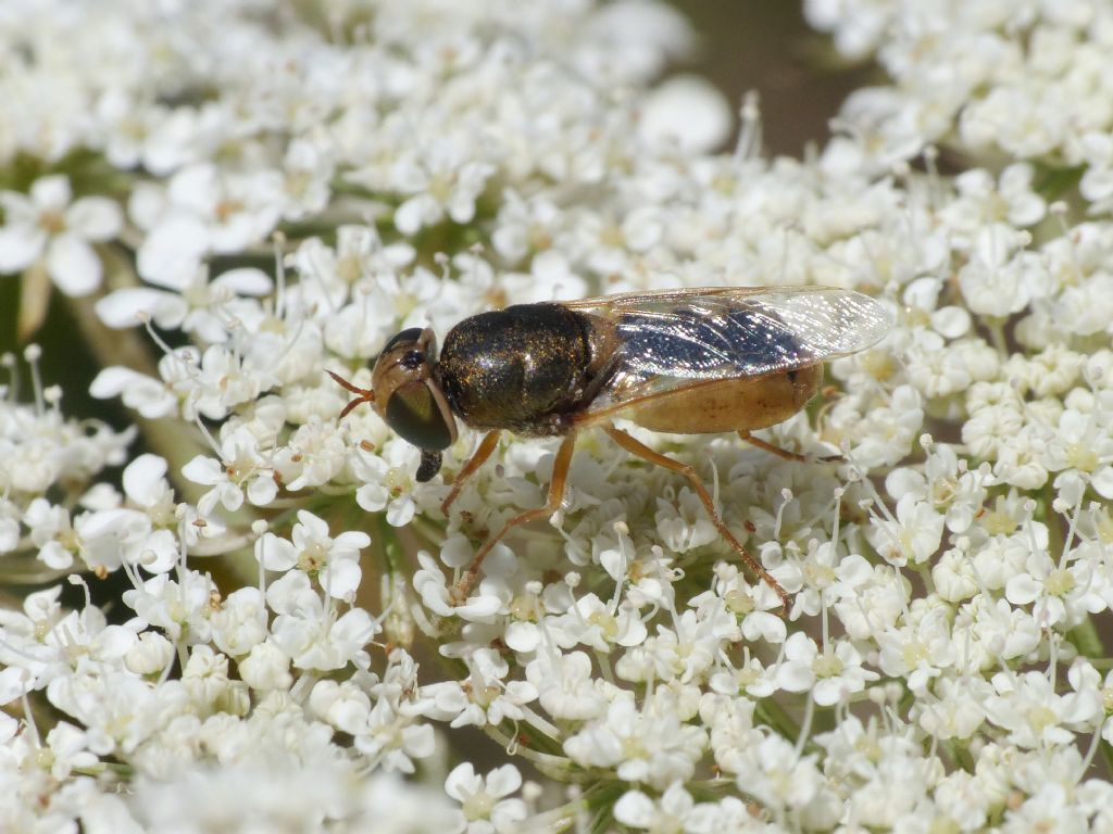 Stratiomyiidae? S, Odontomyia sp., femmina