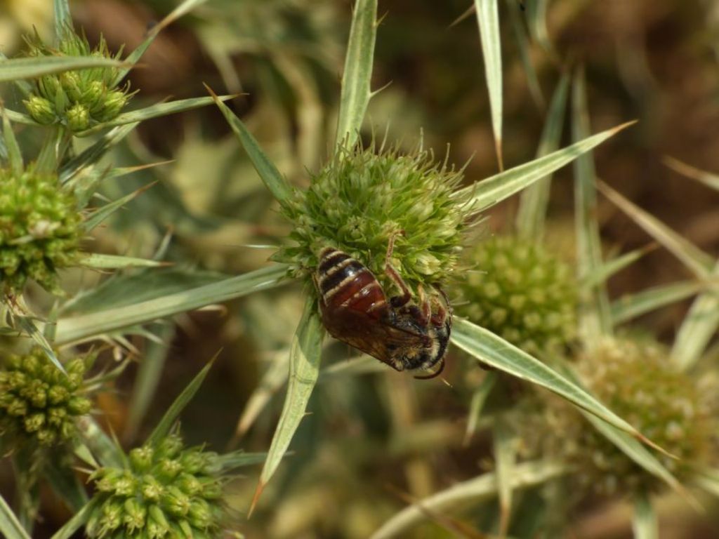 Andrena variabilis