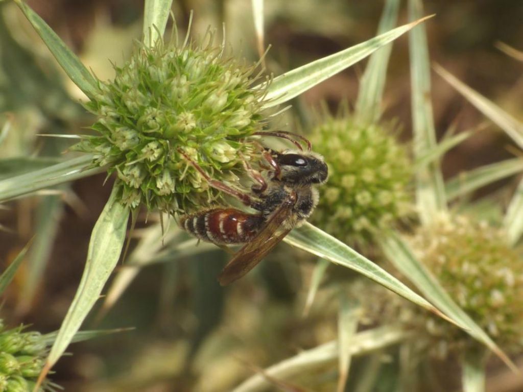 Andrena variabilis