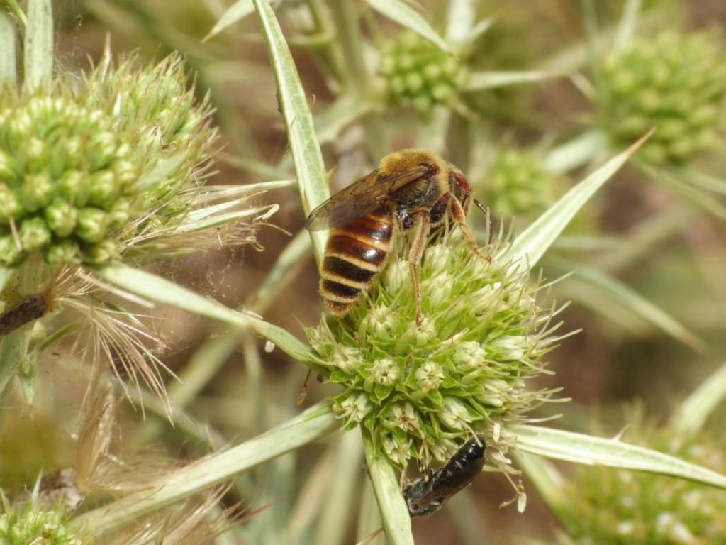 Andrena variabilis