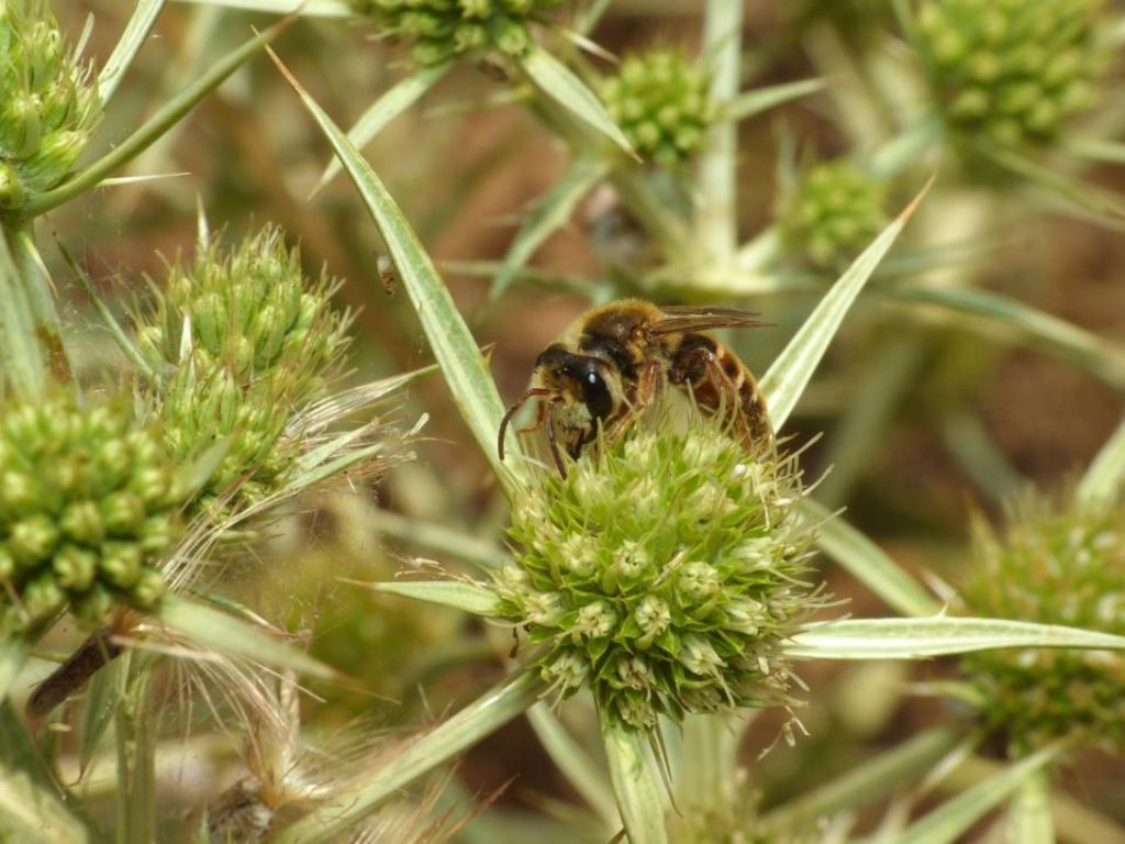 Andrena variabilis