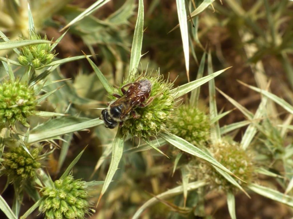 Andrena variabilis