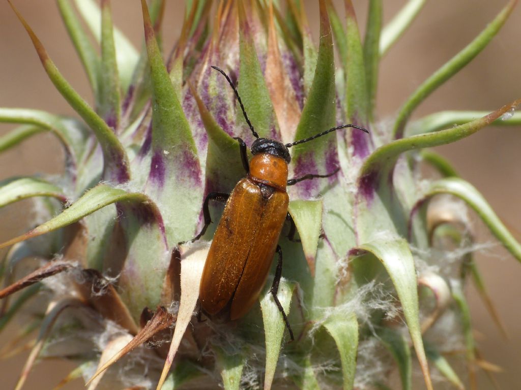 Cleridae: Tilloidea trasversalis, accoppiamento e predazione di Zonitis immaculata