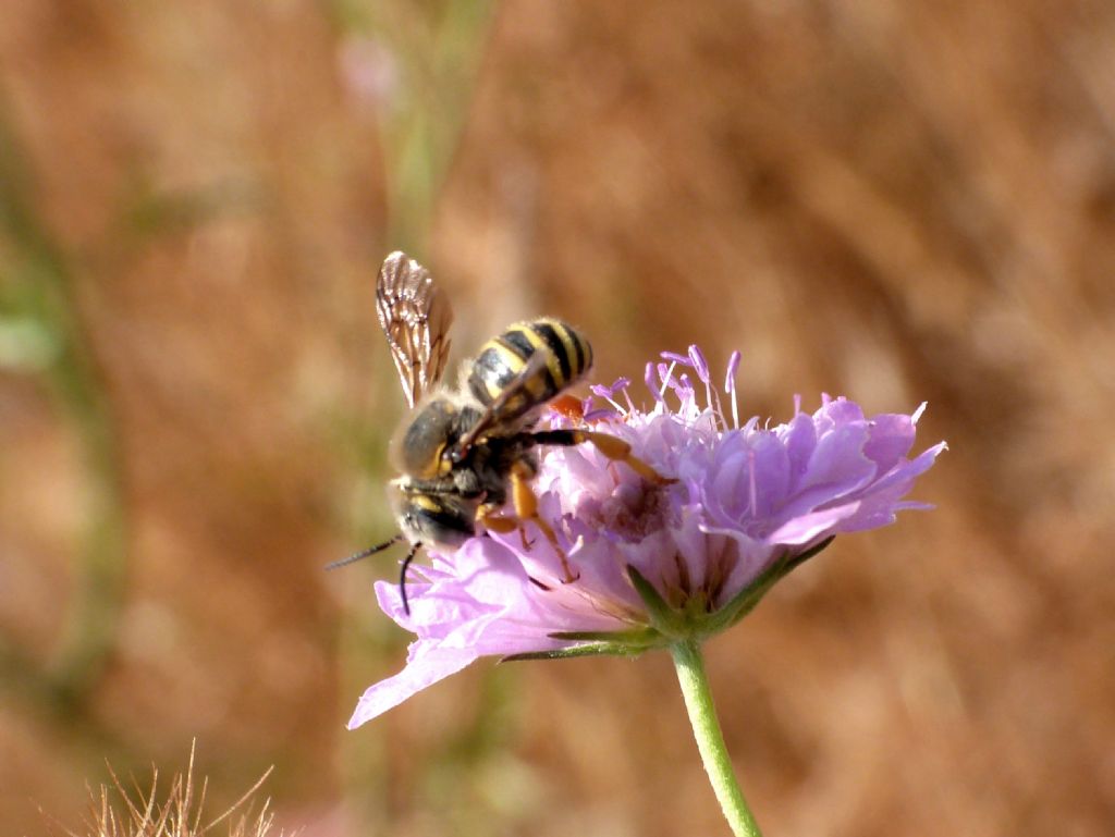 Nidi strani... di Anthidiellum sp. (Apidae Megachilinae)