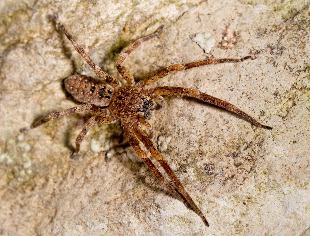 Da Melambes (Isola di Creta):   Zoropsis sp. (oertzeni o lutea)