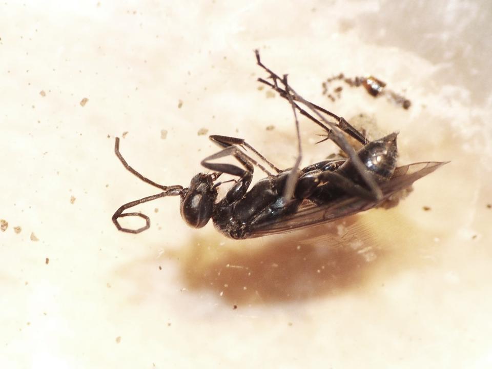 Pompilidae: Auplopus carbonarius e Ichneumonidae suo parassitoide