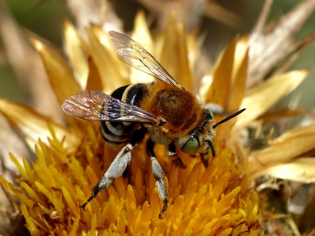 che cosa ?un bombo?  No, Anthophora sp.