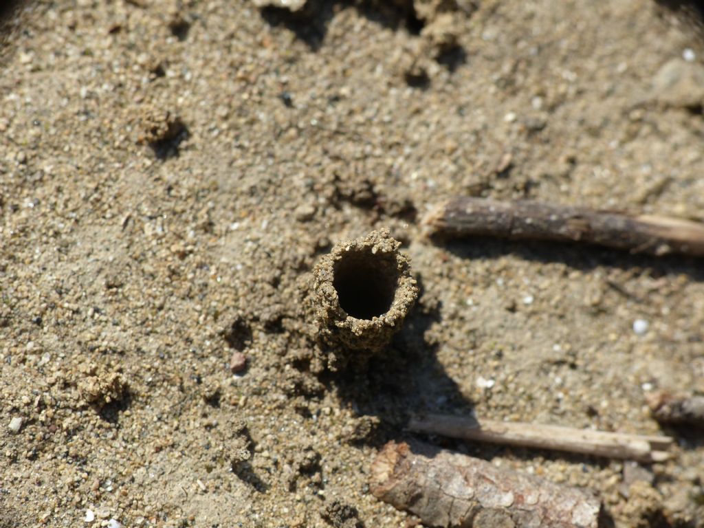Vespidae Eumeninae con nidi a torretta