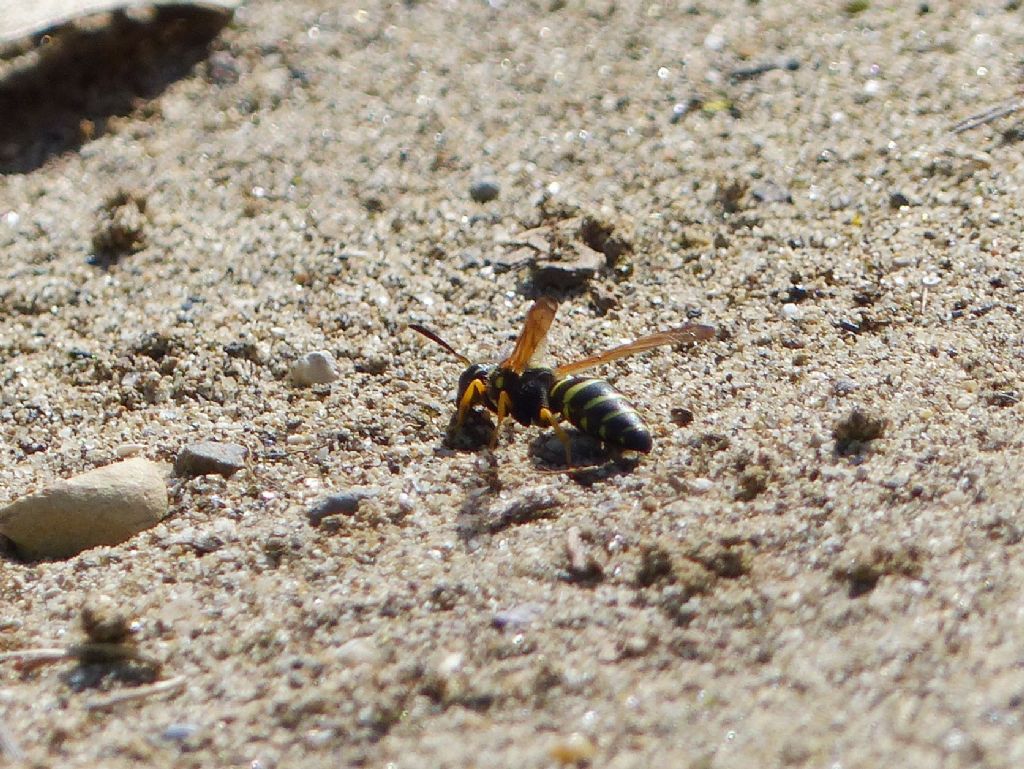 Vespidae Eumeninae con nidi a torretta