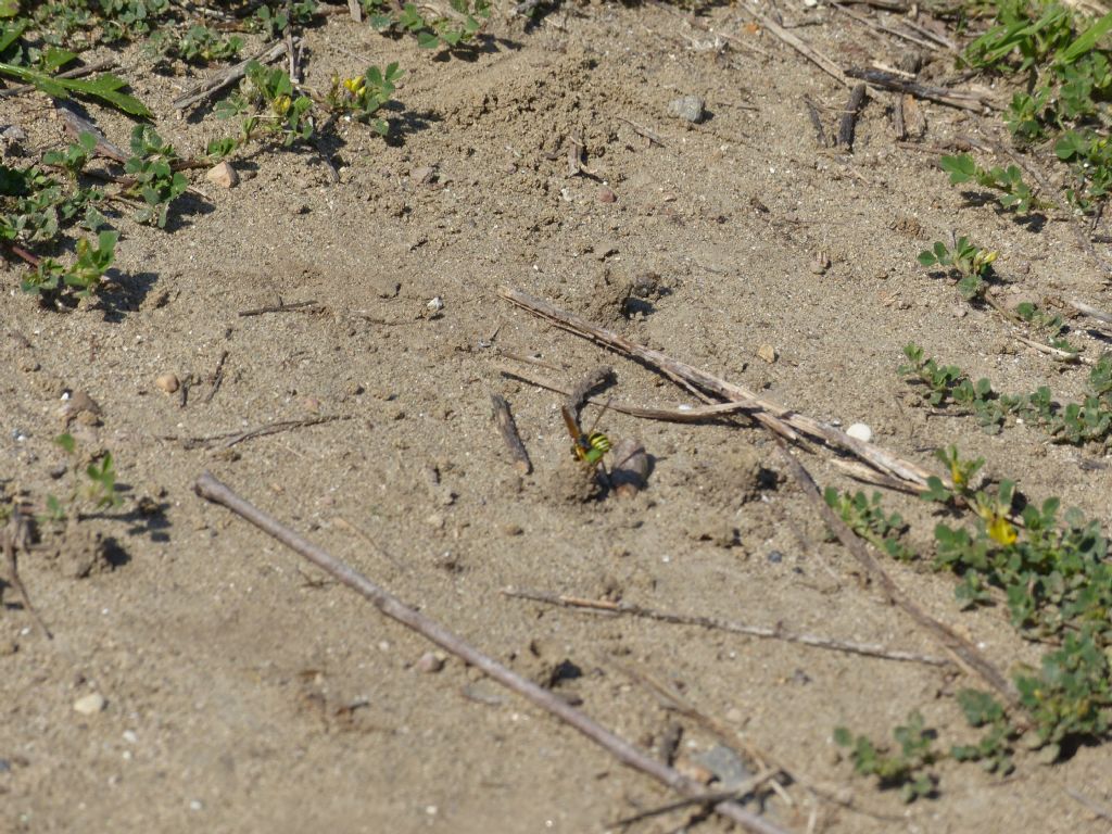 Vespidae Eumeninae con nidi a torretta