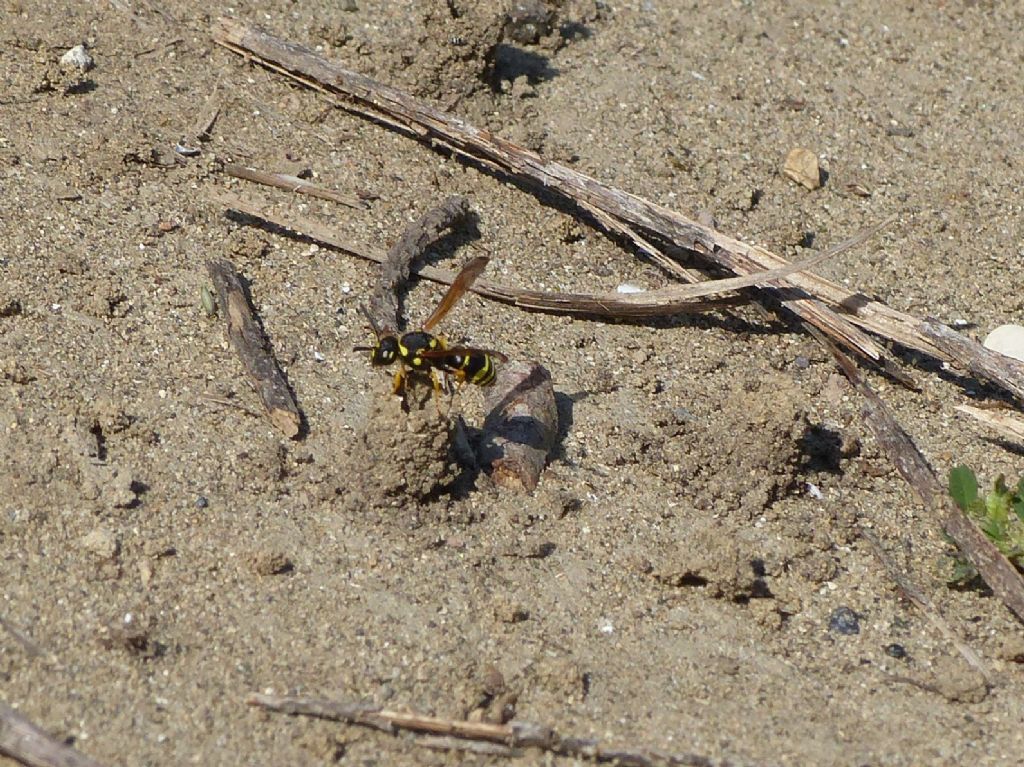 Vespidae Eumeninae con nidi a torretta