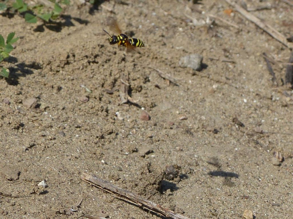 Vespidae Eumeninae con nidi a torretta