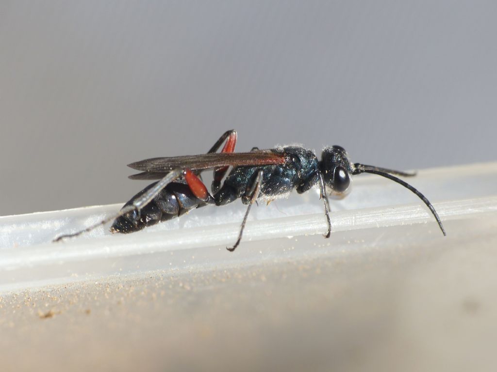 Chalybion (Hemichalybion) femoratum, (Sphecidae)