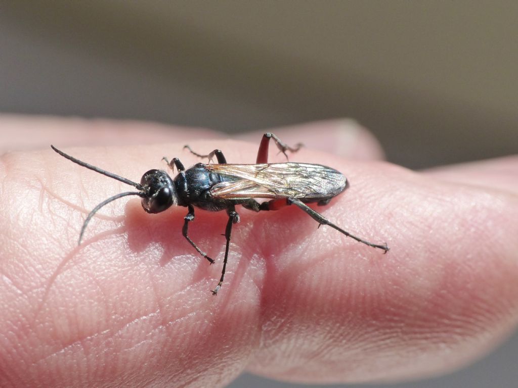 Chalybion (Hemichalybion) femoratum, (Sphecidae)