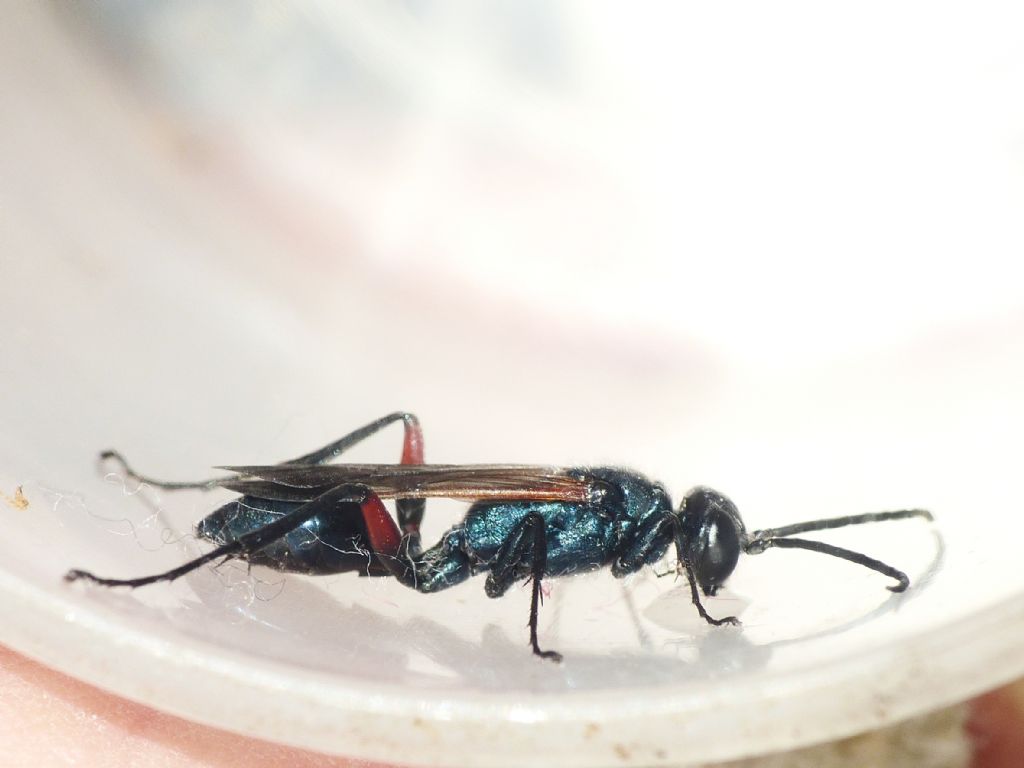 Chalybion (Hemichalybion) femoratum, (Sphecidae)